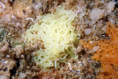 Clathrina