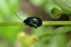 Hemipyxis flaviabdominalis