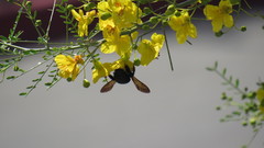 Xylocopa
