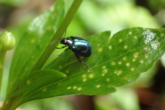 Hemipyxis flaviabdominalis