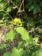 Sinosenecio oldhamianus