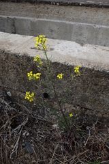 Erysimum crepidifolium