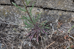 Erysimum crepidifolium
