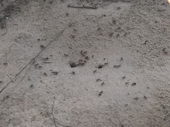 Pogonomyrmex comanche
