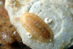 Leptochiton badius