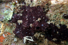 Chelonaplysilla violacea