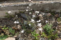 Arabidopsis arenosa arenosa