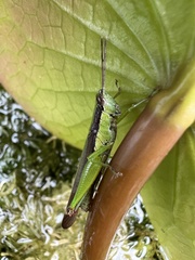Gesonula punctifrons