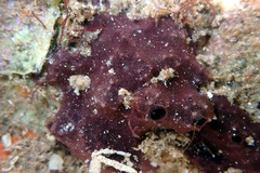 Chelonaplysilla violacea