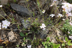Arabidopsis arenosa arenosa