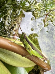 Gesonula punctifrons