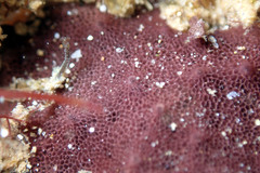 Chelonaplysilla violacea