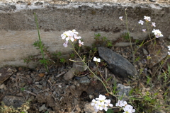 Arabidopsis arenosa arenosa