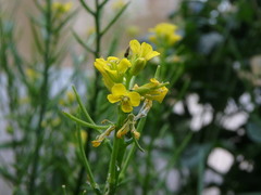 Barbarea vulgaris