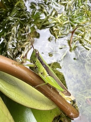 Gesonula punctifrons