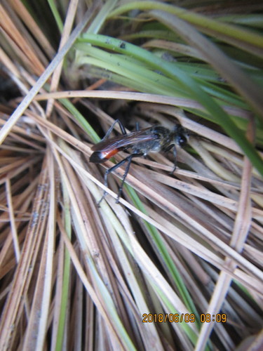 Podalonia tydei
