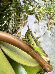 Gesonula punctifrons