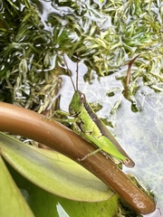 Gesonula punctifrons