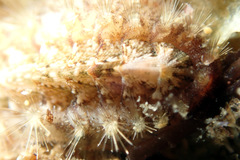 Acanthochitona bednalli
