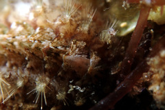 Acanthochitona bednalli