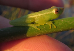 Hyperolius benguellensis
