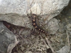 Thereuonema tuberculata