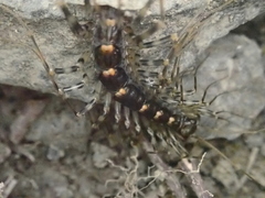 Thereuonema tuberculata