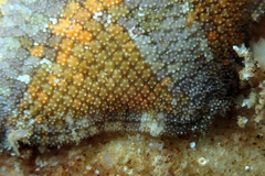 Meridiastra occidens