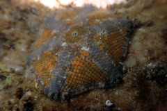 Meridiastra occidens