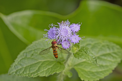 Episyrphus viridaureus