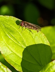 Platycheirus tarsalis