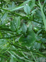 Barbarea vulgaris