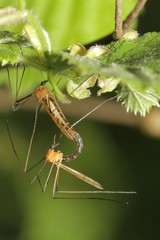 Limonia nigropunctata