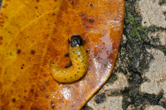 Podontia lutea