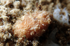 Pyuridae