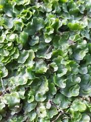 Lunularia cruciata