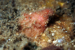 Pyuridae
