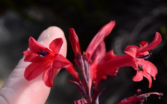 Tritoniopsis pulchra