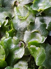 Lunularia cruciata