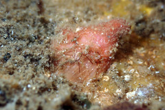 Pyuridae