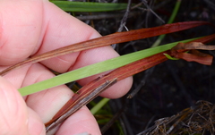 Tritoniopsis pulchra