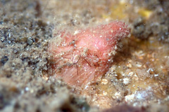 Pyuridae