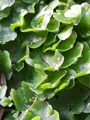 Lunularia cruciata