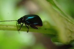 Hemipyxis flaviabdominalis