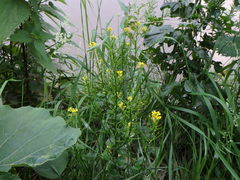 Barbarea vulgaris