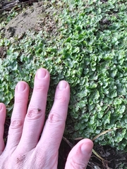 Lunularia cruciata