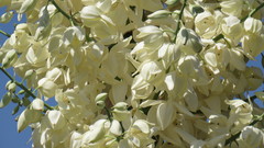 Hesperoyucca whipplei