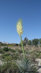 Hesperoyucca whipplei