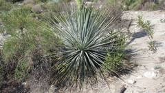 Hesperoyucca whipplei