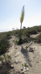Hesperoyucca whipplei